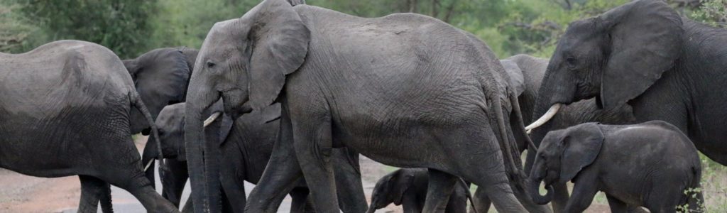 Wildlife Adventure in Zambia Wildlife Adventure in Zambia