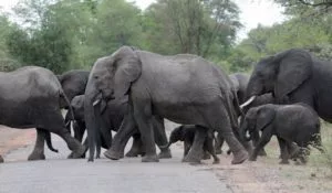 Zambia Affordable Tours