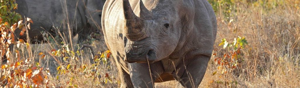 Rhino Tracking In Zambia Rhino Tracking In Zambia