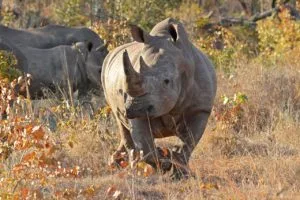 Rhino Tracking In Zambia