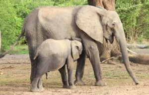 Zimbabwe Wildlife Adventure Holidays